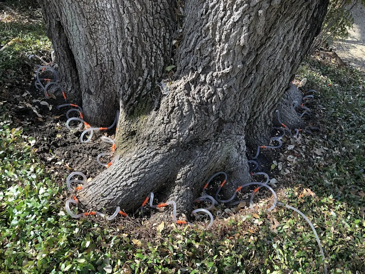 Detailed Tree Cabling and Bracing job site in Remington