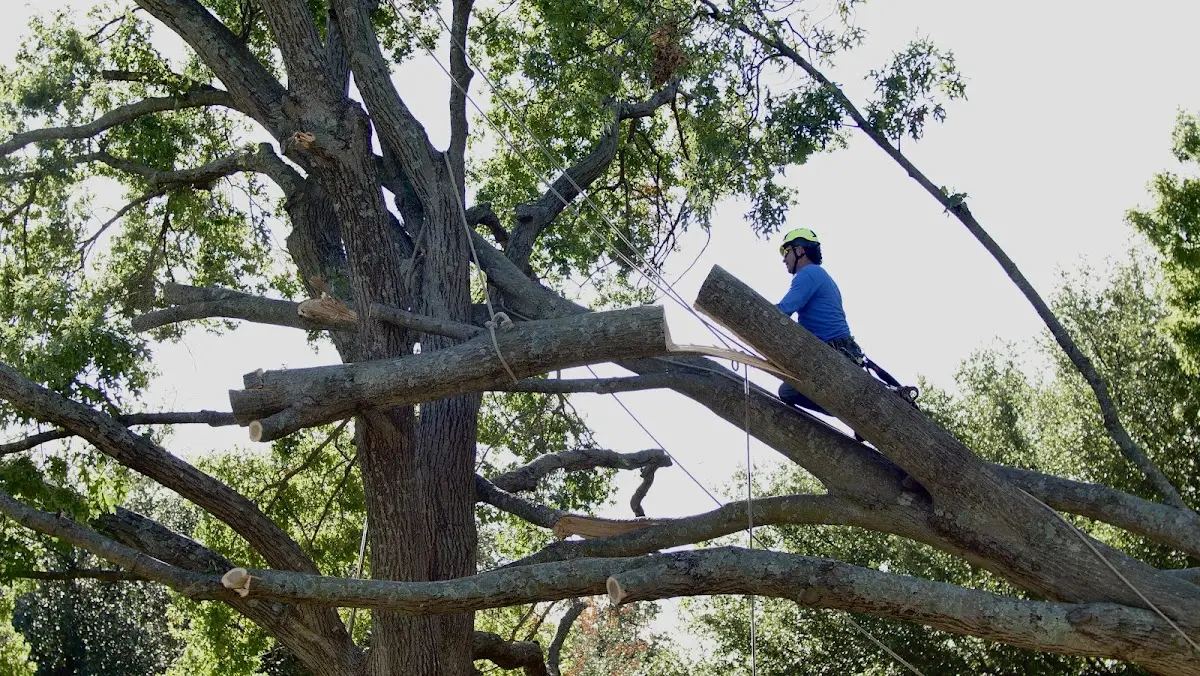 Professional Crown Thinning performed by certified arborists in Remington