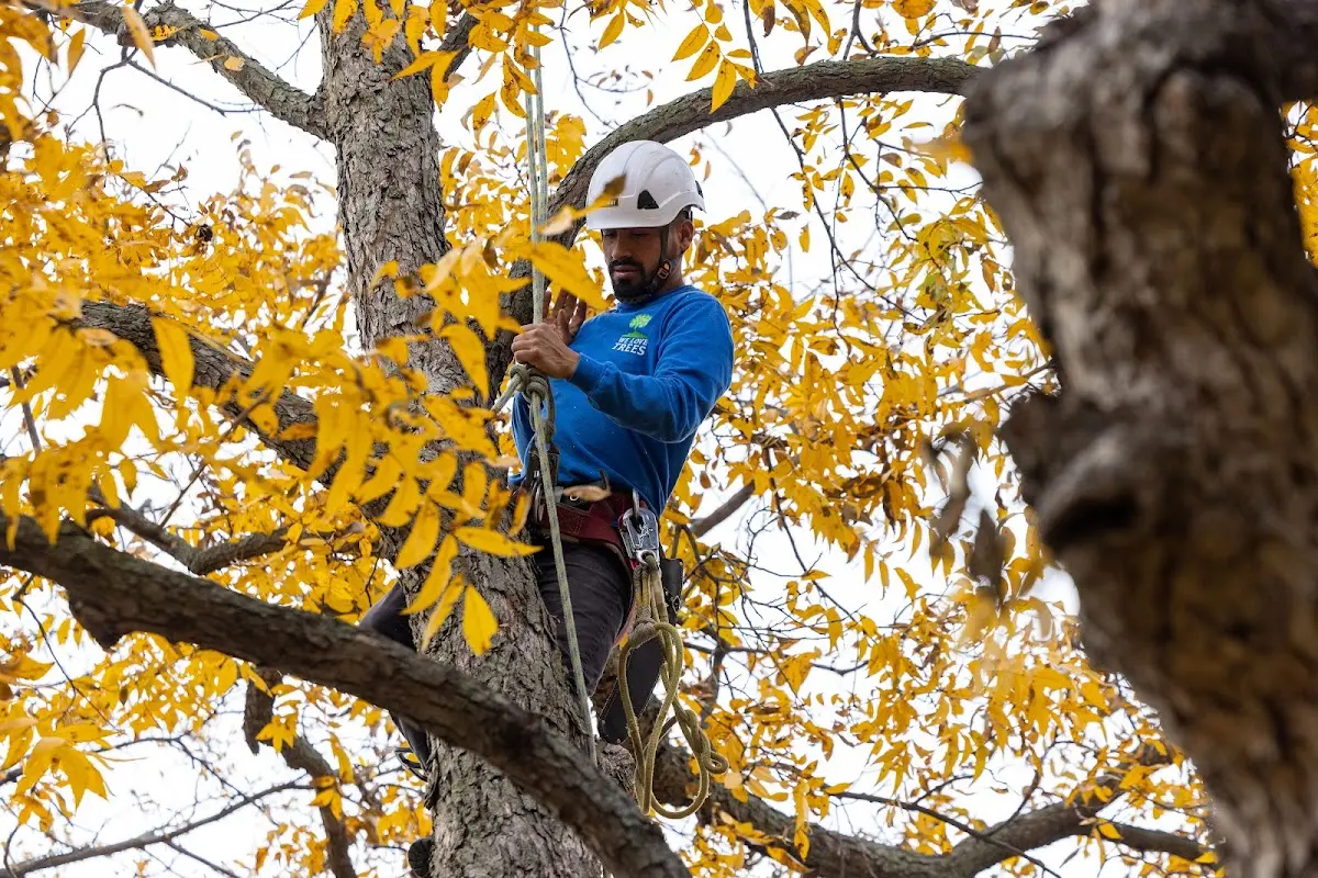 Skilled Tree Planting crew working in Remington
